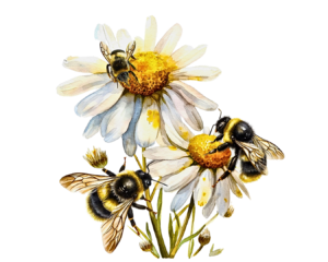 abeilles qui butinent